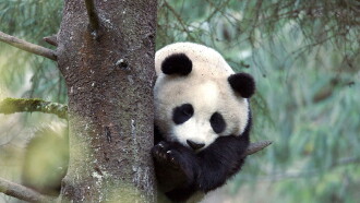 The Giant Panda Trailer