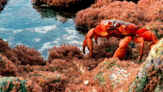 The Giant Robber Crab Trailer