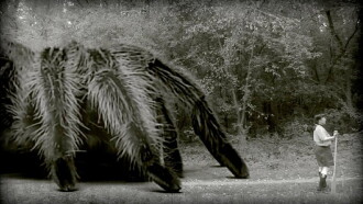 The Giant Spider Trailer