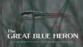 The Great Blue Heron Trailer