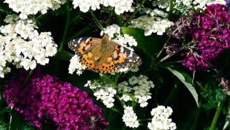 The Great Butterfly Adventure: Africa to Britain with the Painted Lady Trailer