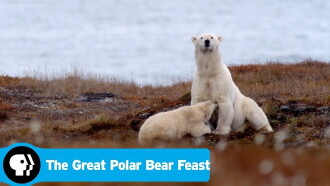 The Great Polar Bear Feast Trailer