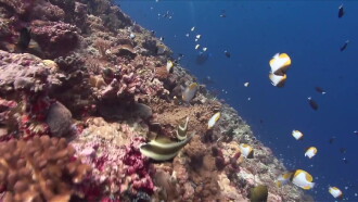 The Health Of Our Oceans Trailer