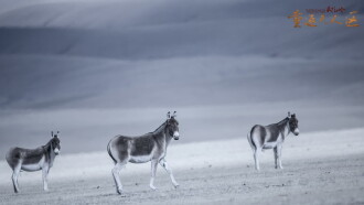 The Hidden Land: Back To No Man's Land In Northern Tibet Trailer