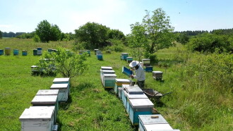 The Honey Bee Trailer