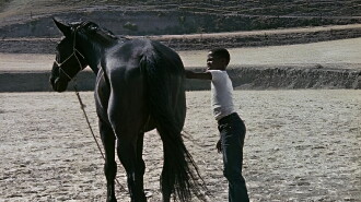 The Horse Trailer