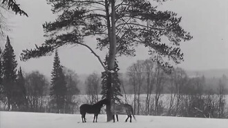 The Horse Walker Trailer