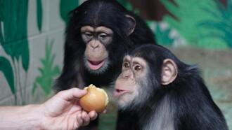 The Human Ape Trailer