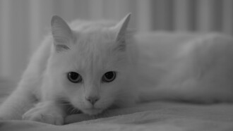 The Human, the Cat, the Beetle Trailer