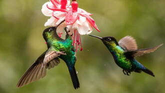 The Hummingbird Effect Trailer