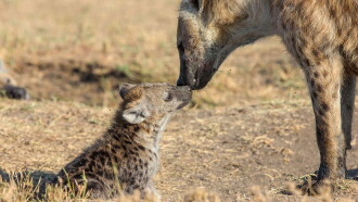 The Hyena Clan Trailer
