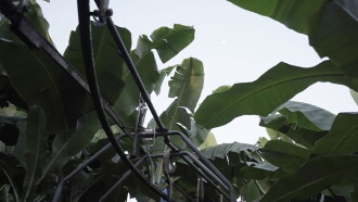 The Inner Life of Exterior Plants Trailer