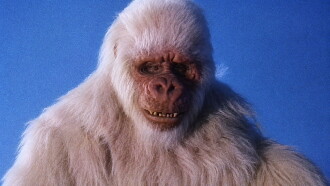 The Ivory Ape Trailer