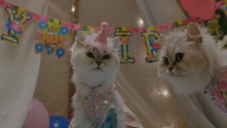 The Journey of the 12 Cats Trailer