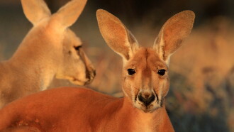 The Kangaroo King Trailer
