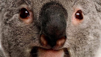 The Koalas Trailer