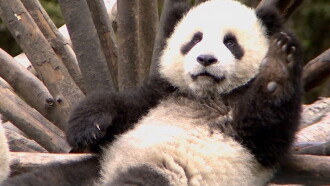 The Land Of Abundance The Legend Of Pandas Trailer