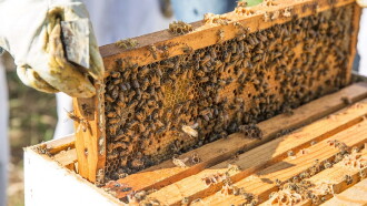 The Last Beekeeper Trailer