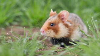 The Last Common Hamsters Trailer