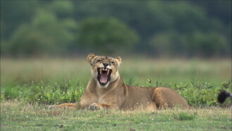 The Last Lioness Trailer