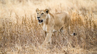 The Last Lions Trailer