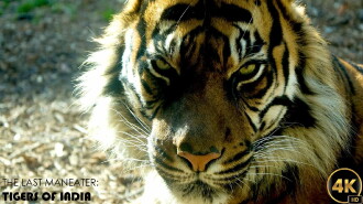 The Last Maneater: Killer Tigers of India Trailer