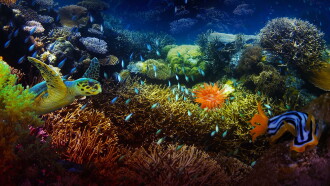 The Last Reef: Cities Beneath the Sea Trailer