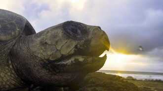 The Last Turtles? Trailer