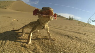 The Law of Reptiles Trailer