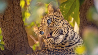 The Leopard Legacy Trailer