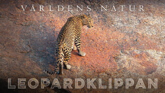 The Leopard Rocks Trailer