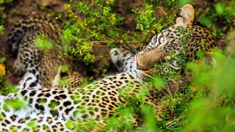 The Leopardess Trailer
