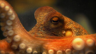 The Life & Times of Paul the Psychic Octopus Trailer