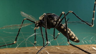 The Life of a Mosquito Trailer