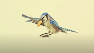 The Light of the Sky Reflects off the Wings of a Blue Jay Trailer