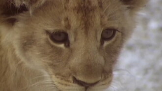 The Lions of Etosha Trailer