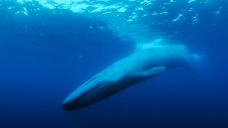 The Loneliest Whale: The Search for 52 Trailer