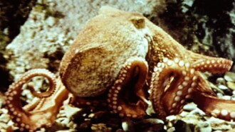 The Love Life of an Octopus Trailer