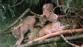 The Lynx Follows the Path Trailer