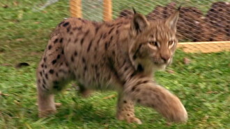 The Lynx Liaison Trailer