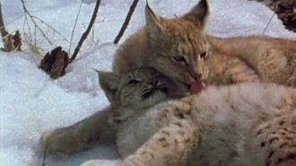 The Lynx Returns Trailer