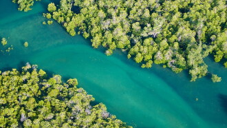 The Magic of Mangroves Trailer