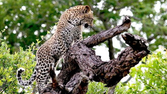 The Magic of the Leopard Trailer