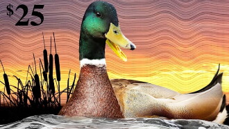 The Million Dollar Duck Trailer