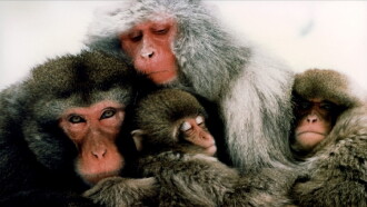 The Monkey Folk Trailer