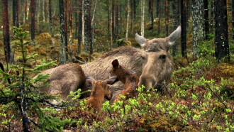 The Moose Movie Trailer
