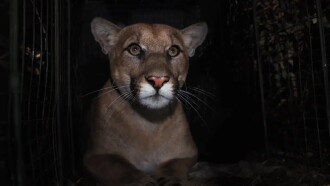 The Mountain Lion and Me Trailer