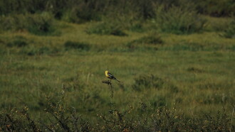 The Mountain Wagtail Trailer