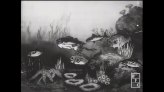The Nation of Fish Trailer