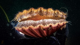The Odyssey of the Scallop Shell Trailer